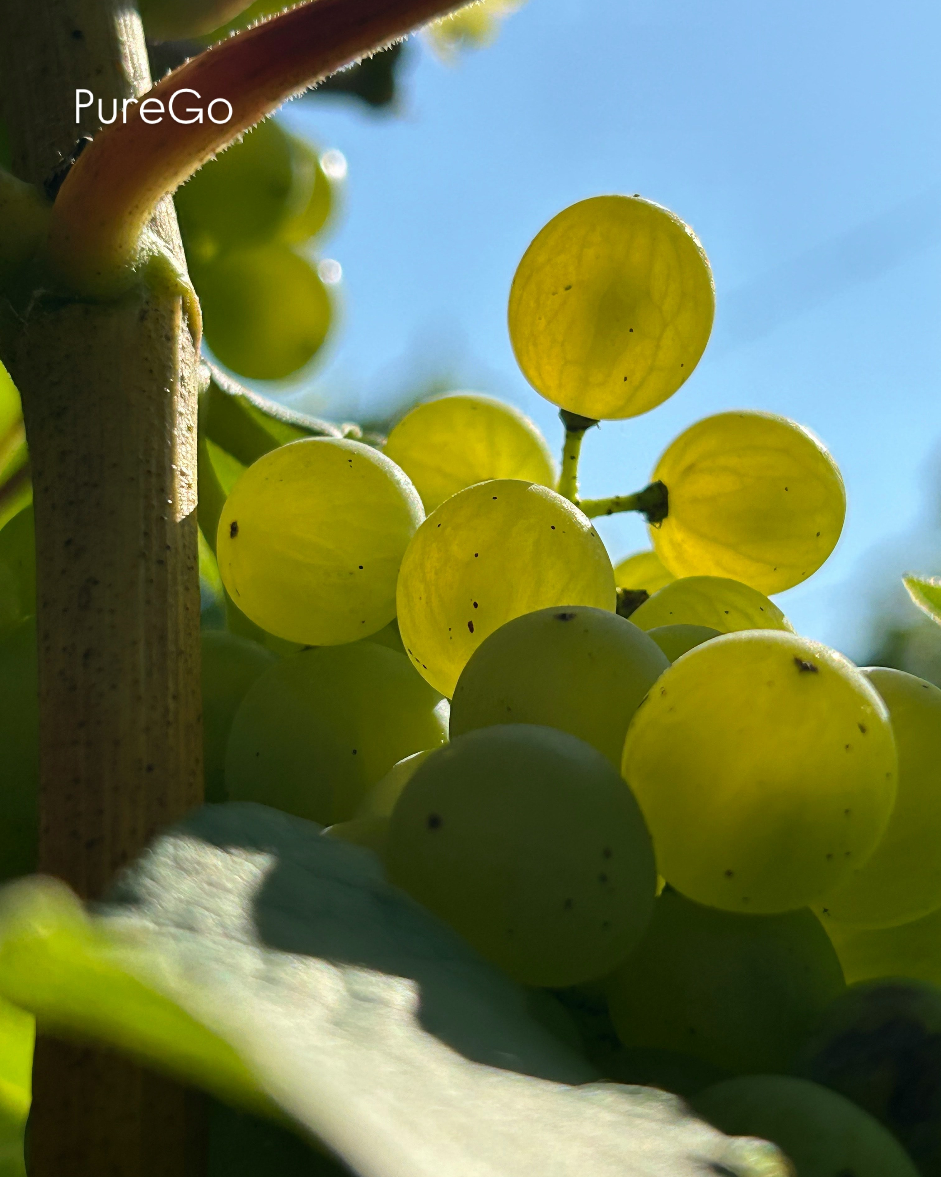 Premium Grapes